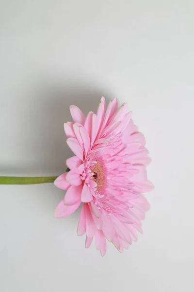 Bello Tenero Fiore Gerbera Fiore — Foto Stock