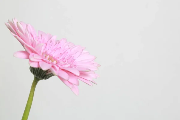 Vacker Och Tender Blossom Gerbera Blomma — Stockfoto