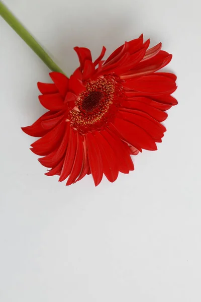 Çiçeği Güzel Ihale Gerbera Çiçek — Stok fotoğraf