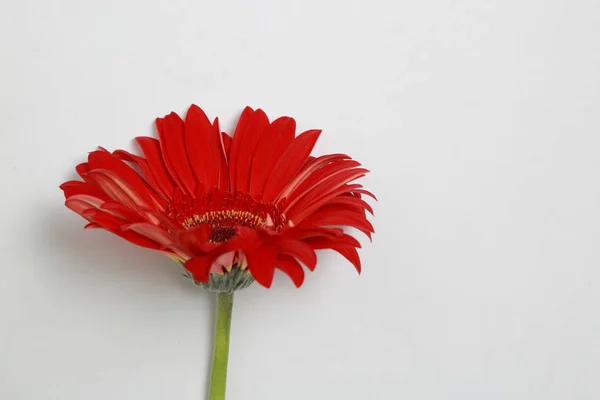 Krásný Něžný Květ Květ Gerbery — Stock fotografie