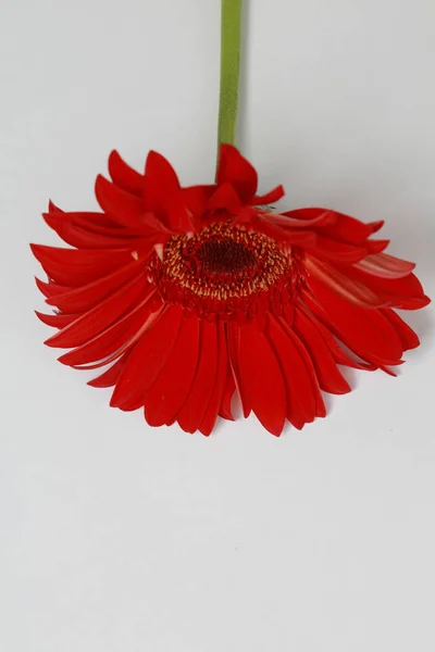 Озил Нежный Цветок Герберы — стоковое фото