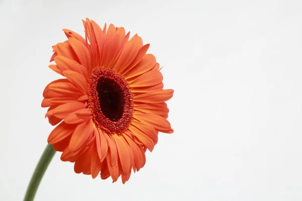 Flor Bonita Tenra Flor Gerbera — Fotografia de Stock