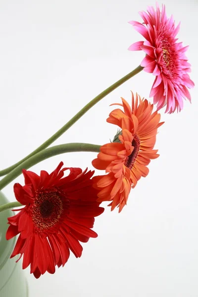 Beautiful Tender Blossom Gerbera Flower — Stock Photo, Image