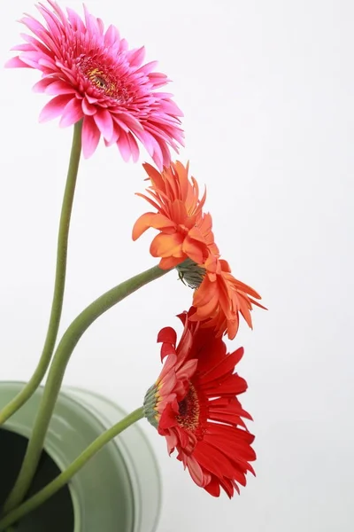 Szép Pályázat Virág Gerbera Virág — Stock Fotó