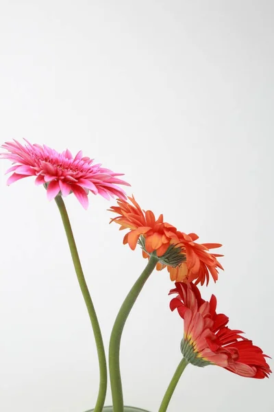Piękny Delikatny Kwiat Gerbera Kwiat — Zdjęcie stockowe
