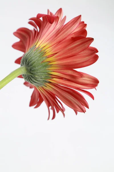 Çiçeği Güzel Ihale Gerbera Çiçek — Stok fotoğraf