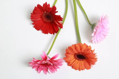 Çiçeği güzel ve ihale gerbera çiçek