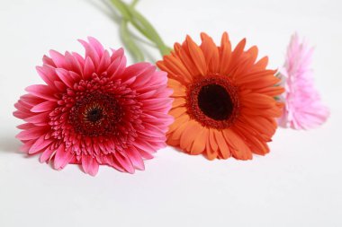 Çiçeği güzel ve ihale gerbera çiçek