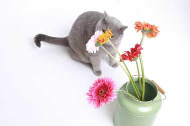 Taze gerbera çiçek ve komik bir kedi
