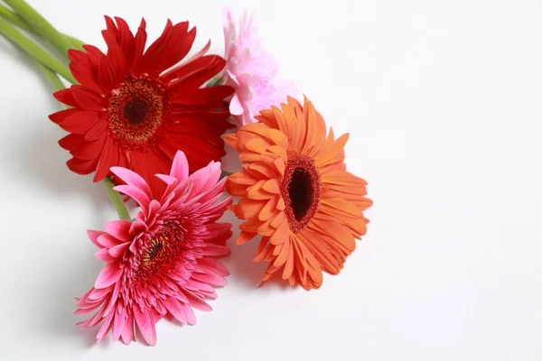 Όμορφο Και Τρυφερό Λουλούδι Ζέρμπερα — Φωτογραφία Αρχείου