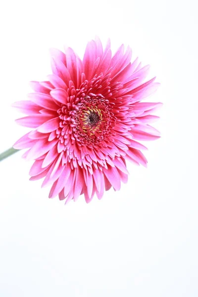 Beautiful Tender Blossom Gerbera Flower — Stock Photo, Image