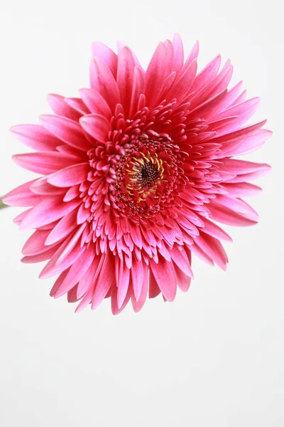 Vacker Och Tender Blossom Gerbera Blomma — Stockfoto