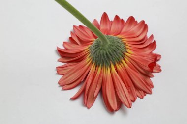 Çiçeği güzel ve ihale gerbera çiçek