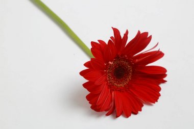 Çiçeği güzel ve ihale gerbera çiçek