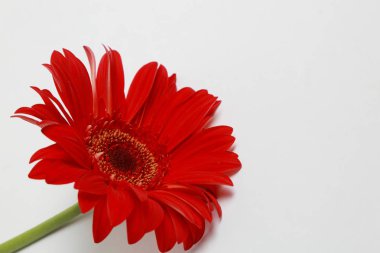 Çiçeği güzel ve ihale gerbera çiçek