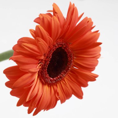 Çiçeği güzel ve ihale gerbera çiçek