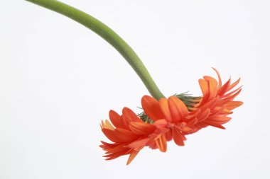 Çiçeği güzel ve ihale gerbera çiçek