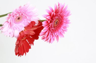 Çiçeği güzel ve ihale gerbera çiçek