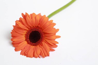 Çiçeği güzel ve ihale gerbera çiçek
