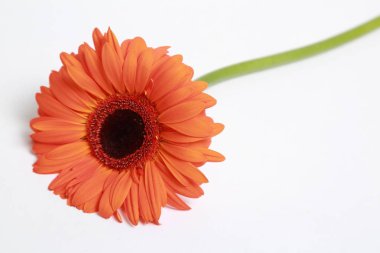 Çiçeği güzel ve ihale gerbera çiçek
