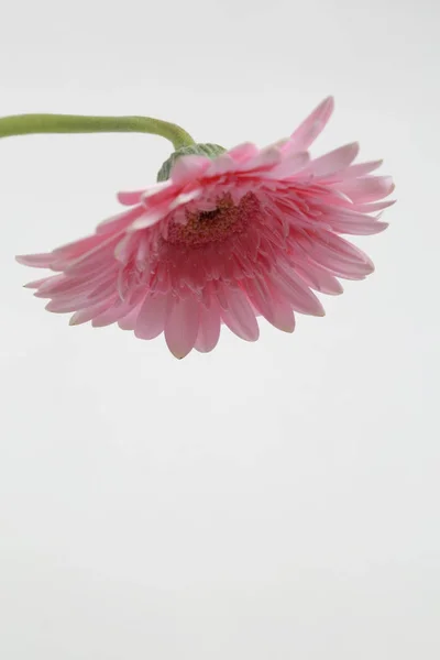 Vacker Och Tender Blossom Gerbera Blomma — Stockfoto