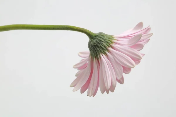 Vacker Och Tender Blossom Gerbera Blomma — Stockfoto