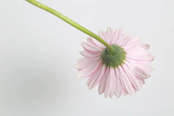 Vacker Och Tender Blossom Gerbera Blomma — Stockfoto