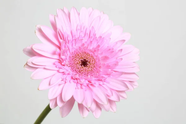 Beautiful Tender Blossom Gerbera Flower — Stock Photo, Image