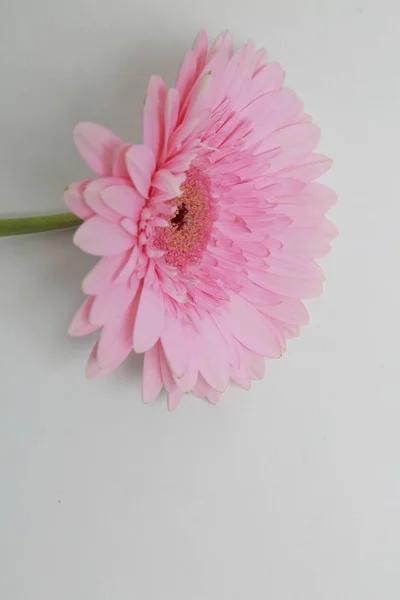 Όμορφο Και Τρυφερό Λουλούδι Ζέρμπερα — Φωτογραφία Αρχείου