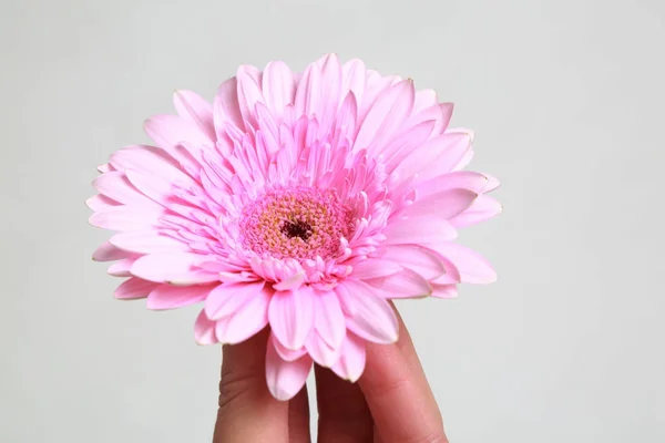 Beautiful Tender Blossom Gerbera Flower — Stock Photo, Image