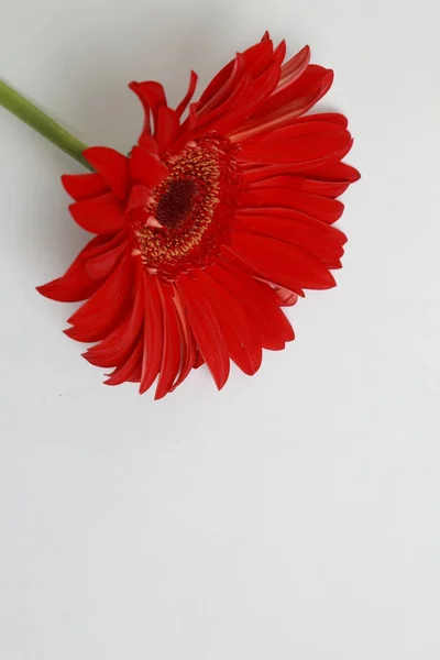 Vacker Och Tender Blossom Gerbera Blomma — Stockfoto