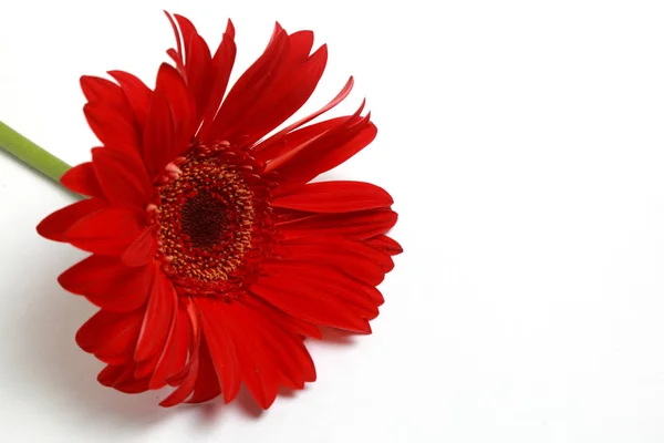 Çiçeği Güzel Ihale Gerbera Çiçek — Stok fotoğraf