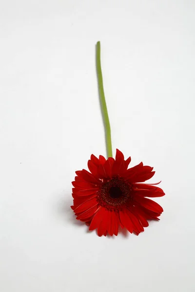 Mooie Tere Bloesem Gerbera Bloem — Stockfoto