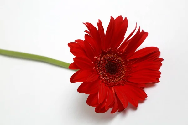 Çiçeği Güzel Ihale Gerbera Çiçek — Stok fotoğraf