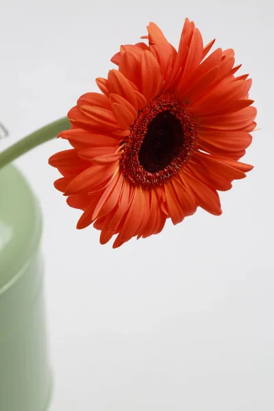 Mooie Tere Bloesem Gerbera Bloem — Stockfoto