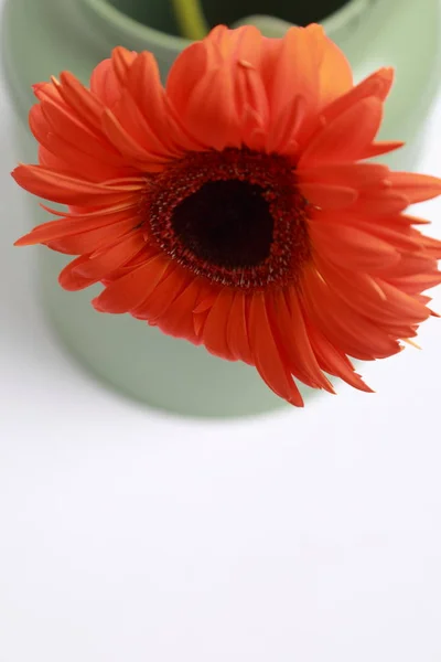 Hermosa Tierna Flor Gerberas — Foto de Stock