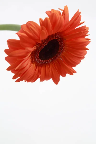 Schöne Und Zarte Blüte Gerbera Blume — Stockfoto