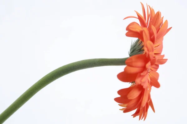 Piękny Delikatny Kwiat Gerbera Kwiat — Zdjęcie stockowe