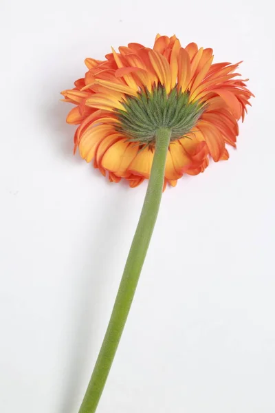 Mooie Tere Bloesem Gerbera Bloem — Stockfoto