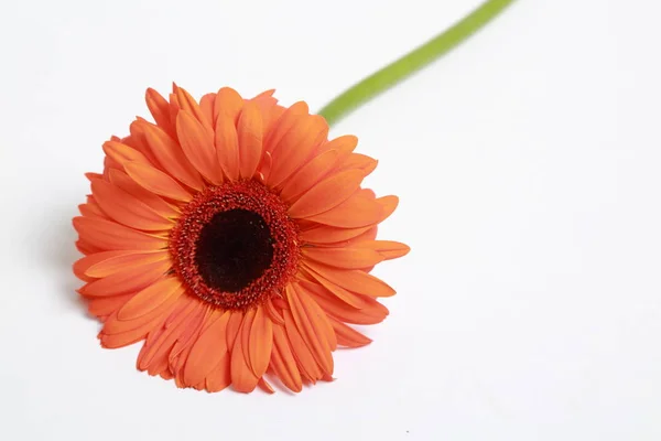 Flor Bonita Tenra Flor Gerbera — Fotografia de Stock