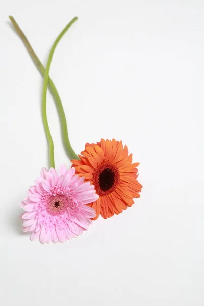 Beautiful Tender Blossom Gerbera Flower — Stock Photo, Image