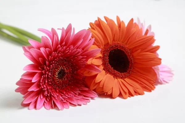 Mooie Tere Bloesem Gerbera Bloem — Stockfoto