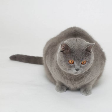 Beyaz baskground üzerinde İngiliz kedisi