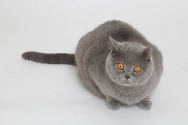 Beyaz baskground üzerinde İngiliz kedisi