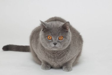 Beyaz baskground üzerinde İngiliz kedisi