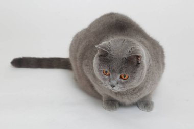 Beyaz baskground üzerinde İngiliz kedisi