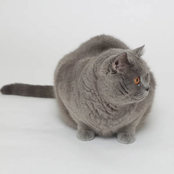 British Cat White Baskground — Stock Photo, Image