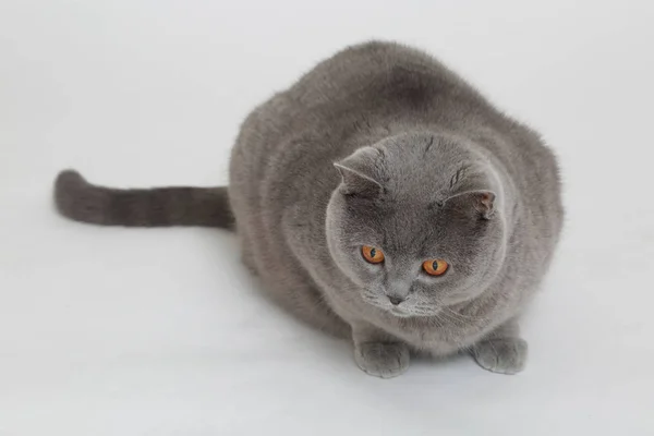 Britische Katze Über Weißem Korbboden — Stockfoto