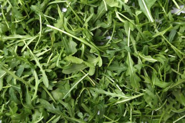 Organik yeşil ve taze roka (rucola veya rukola)
