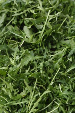 Organik yeşil ve taze roka (rucola veya rukola)
